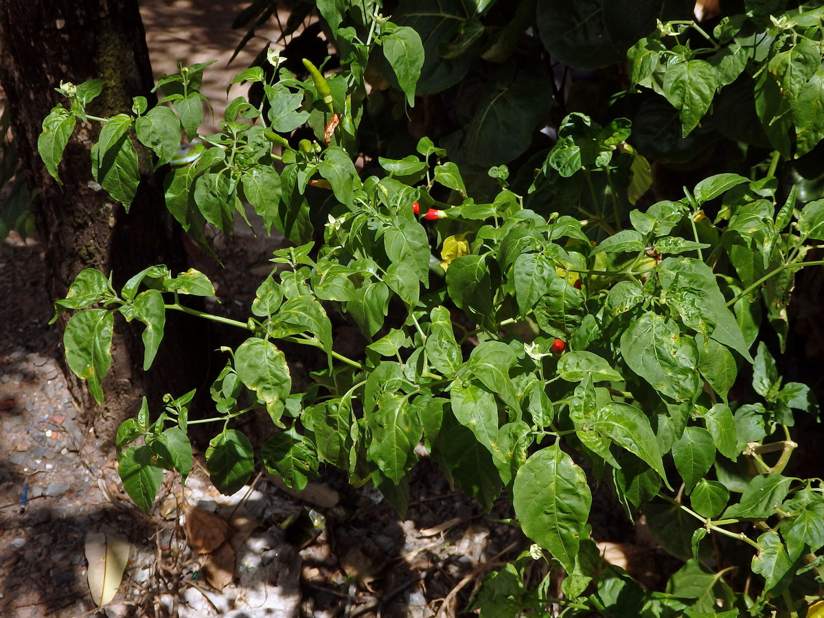 Paprika křovitá (Capsicum frutescens L.)