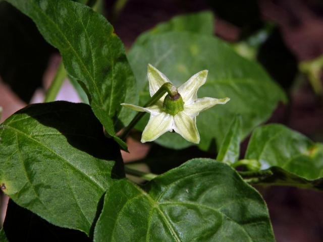 Paprika křovitá (Capsicum frutescens L.)