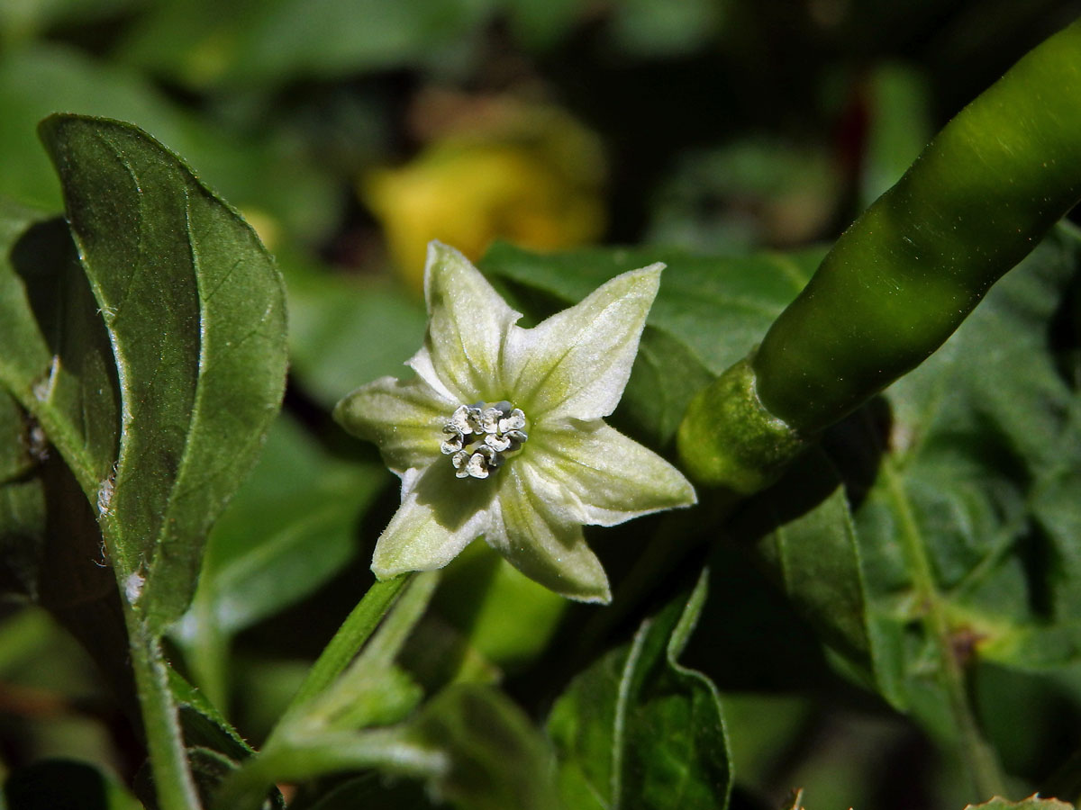 Paprika křovitá (Capsicum frutescens L.)