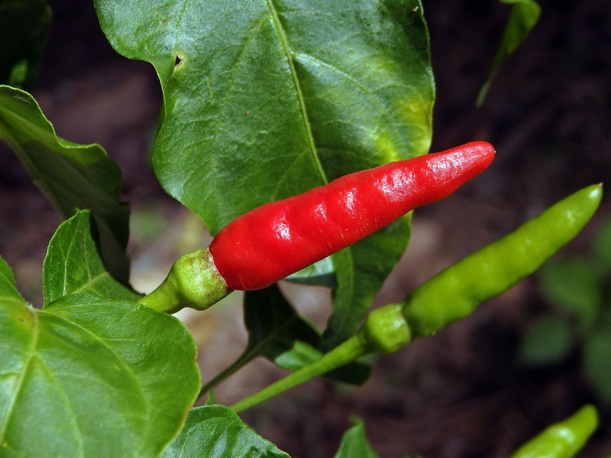 Paprika křovitá (Capsicum frutescens L.)