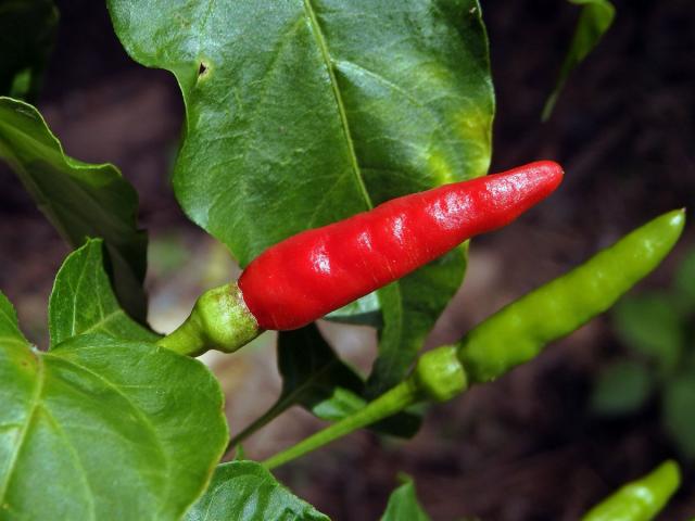 Paprika křovitá (Capsicum frutescens L.)