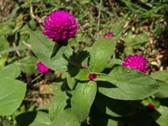 Pestrovka kulovitá (Gomphrena globosa L.)