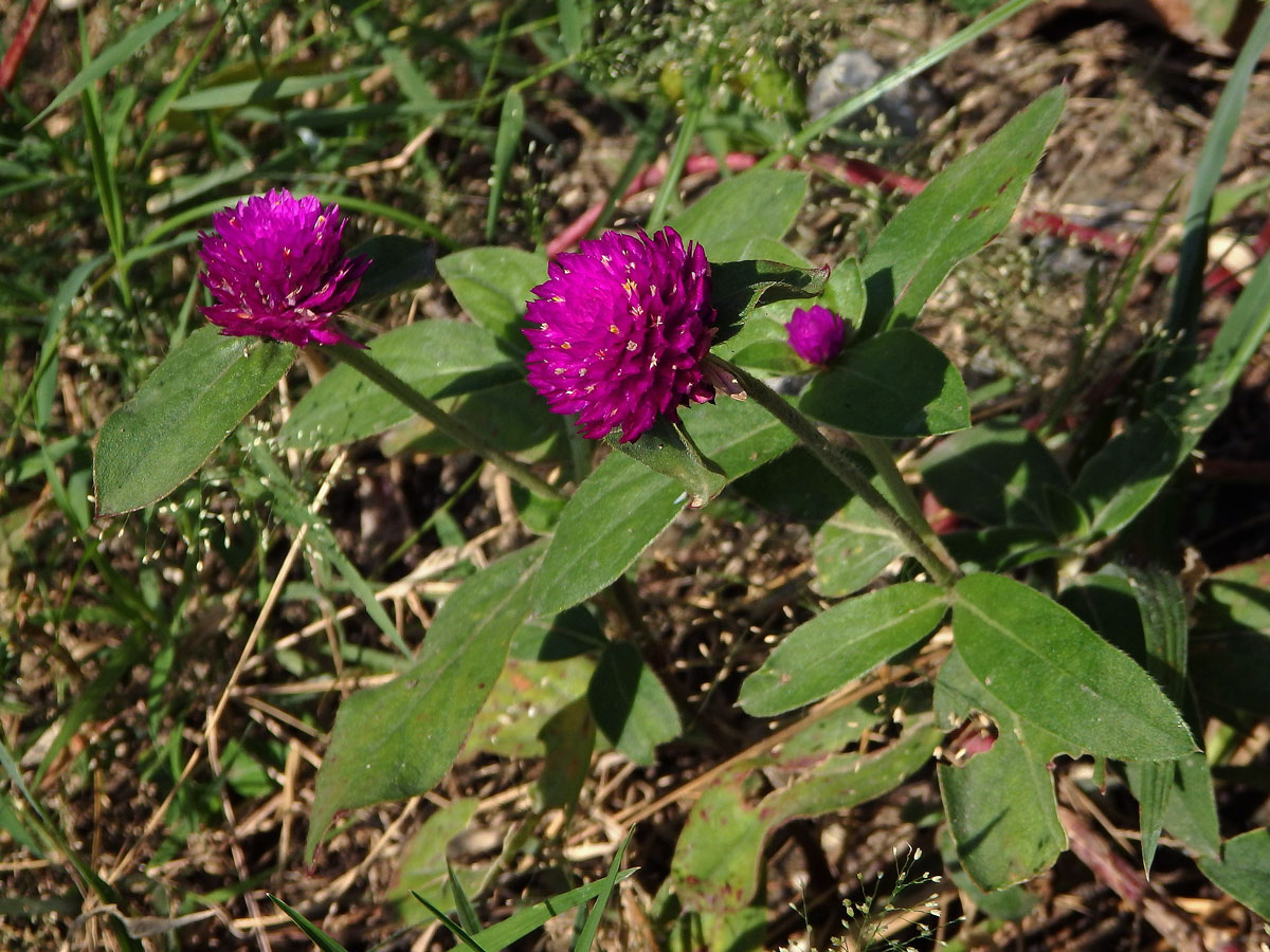 Pestrovka kulovitá (Gomphrena globosa L.)