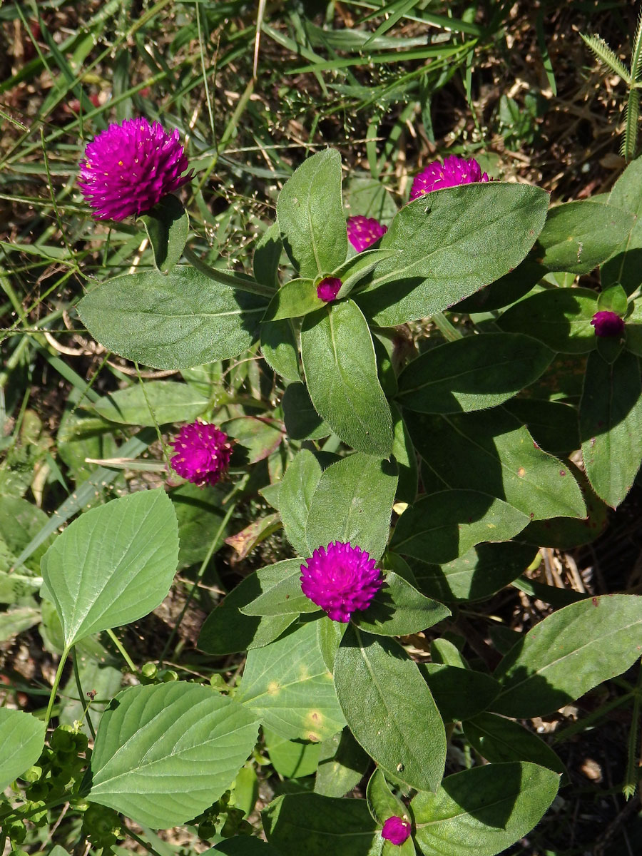 Pestrovka kulovitá (Gomphrena globosa L.)