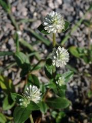 Pestrovka (Gomphrena celosioides C. Martius)