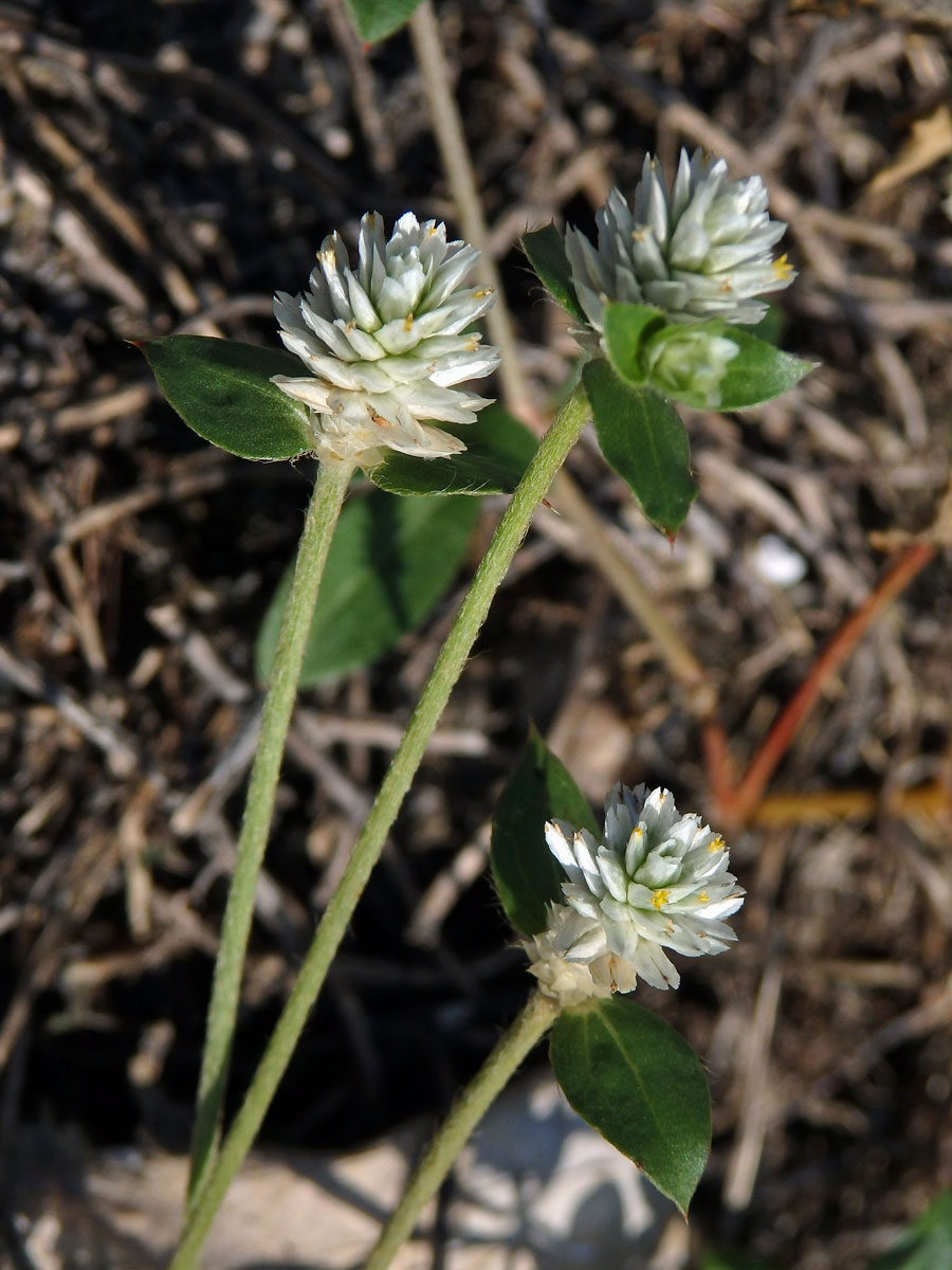 Pestrovka (Gomphrena celosioides C. Martius)