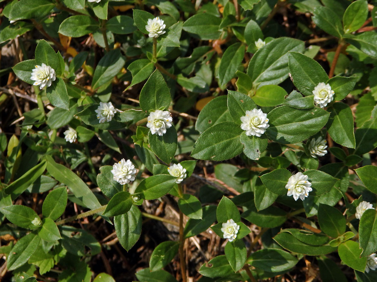 Pestrovka (Gomphrena celosioides C. Martius)