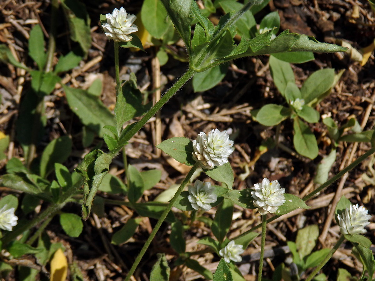 Pestrovka (Gomphrena celosioides C. Martius)