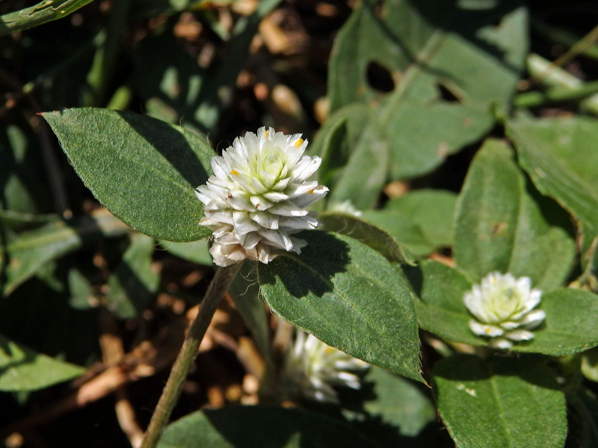 Pestrovka (Gomphrena celosioides C. Martius)