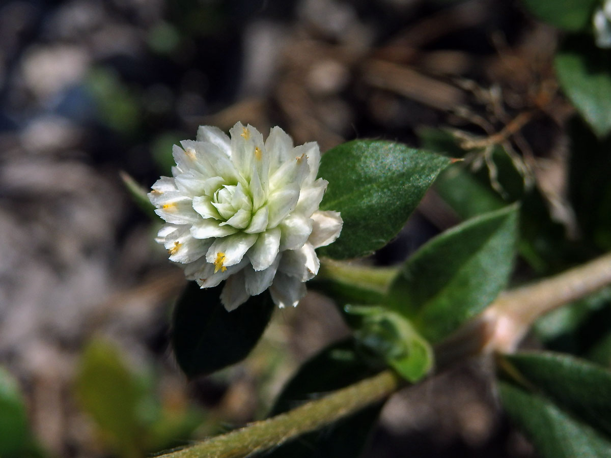 Pestrovka (Gomphrena celosioides C. Martius)