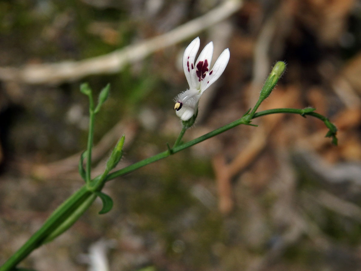 Právenka (Andrographis paniculata (Burm. f.) Nees)