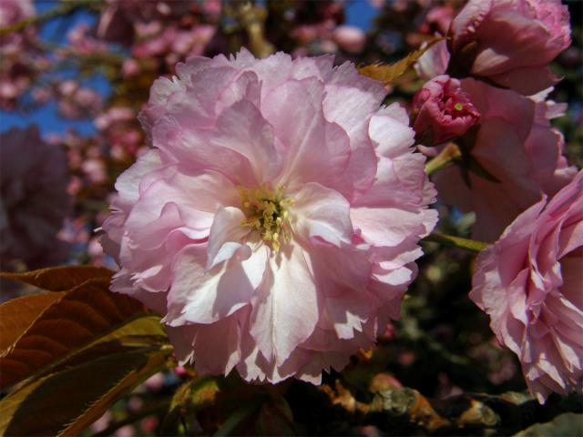 Sakura ozdobná (Prunus serrulata Lindl)