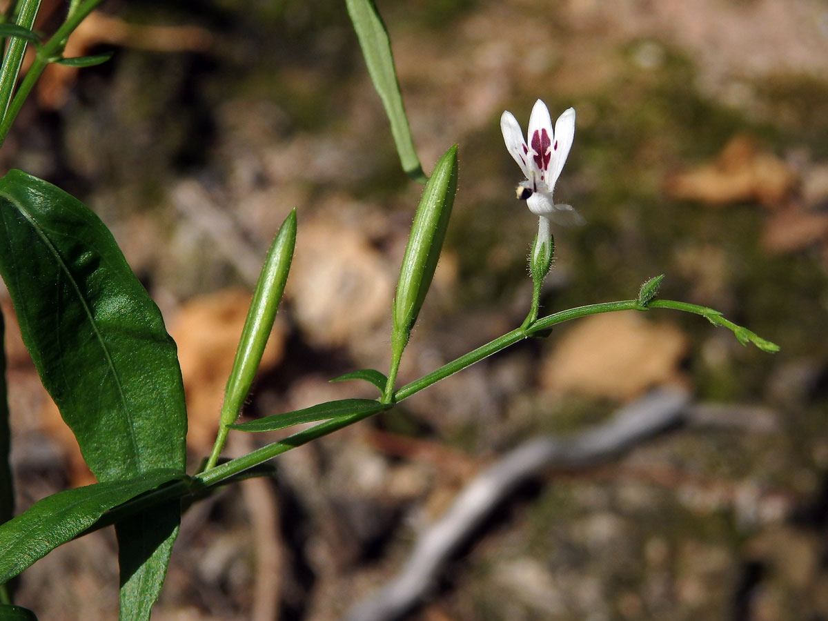 Právenka (Andrographis paniculata (Burm. f.) Nees)