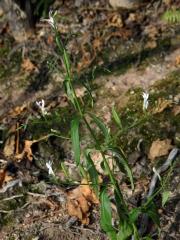 Právenka (Andrographis paniculata (Burm. f.) Nees)