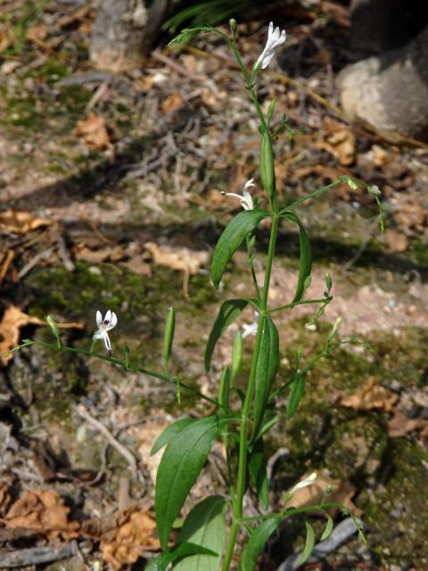 Právenka (Andrographis paniculata (Burm. f.) Nees)