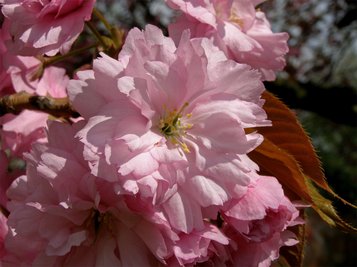 Sakura ozdobná (Prunus serrulata Lindl)