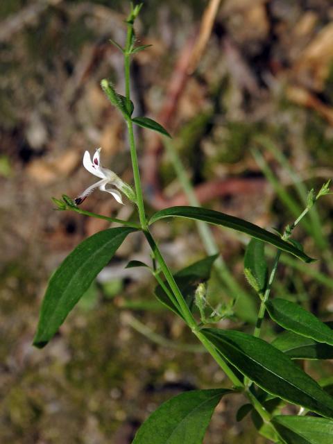 Právenka (Andrographis paniculata (Burm. f.) Nees)