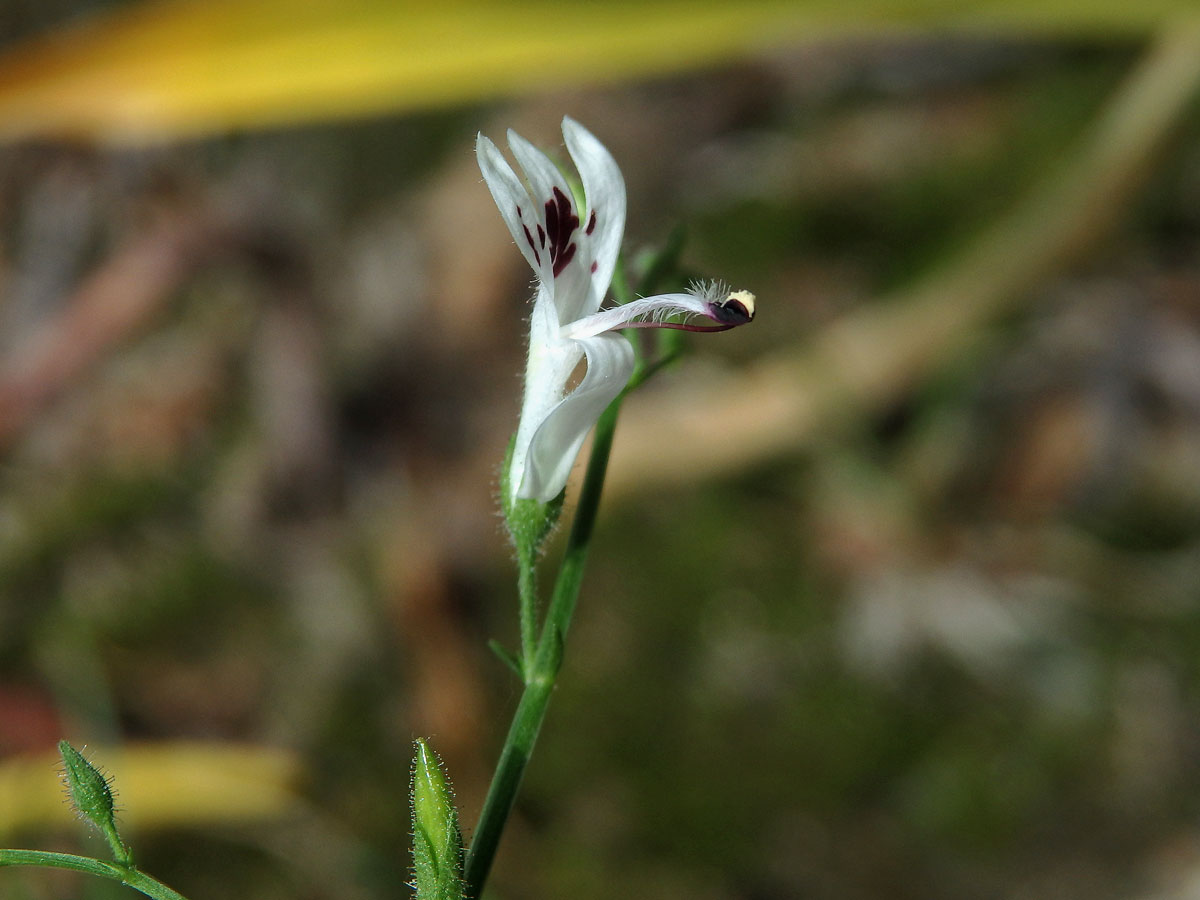 Právenka (Andrographis paniculata (Burm. f.) Nees)