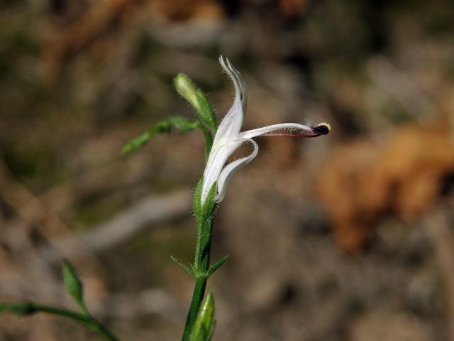 Právenka (Andrographis paniculata (Burm. f.) Nees)