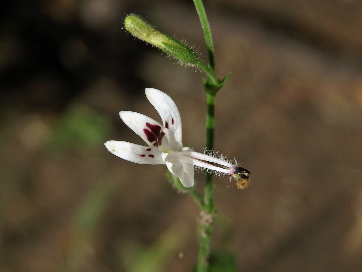 Právenka (Andrographis paniculata (Burm. f.) Nees)