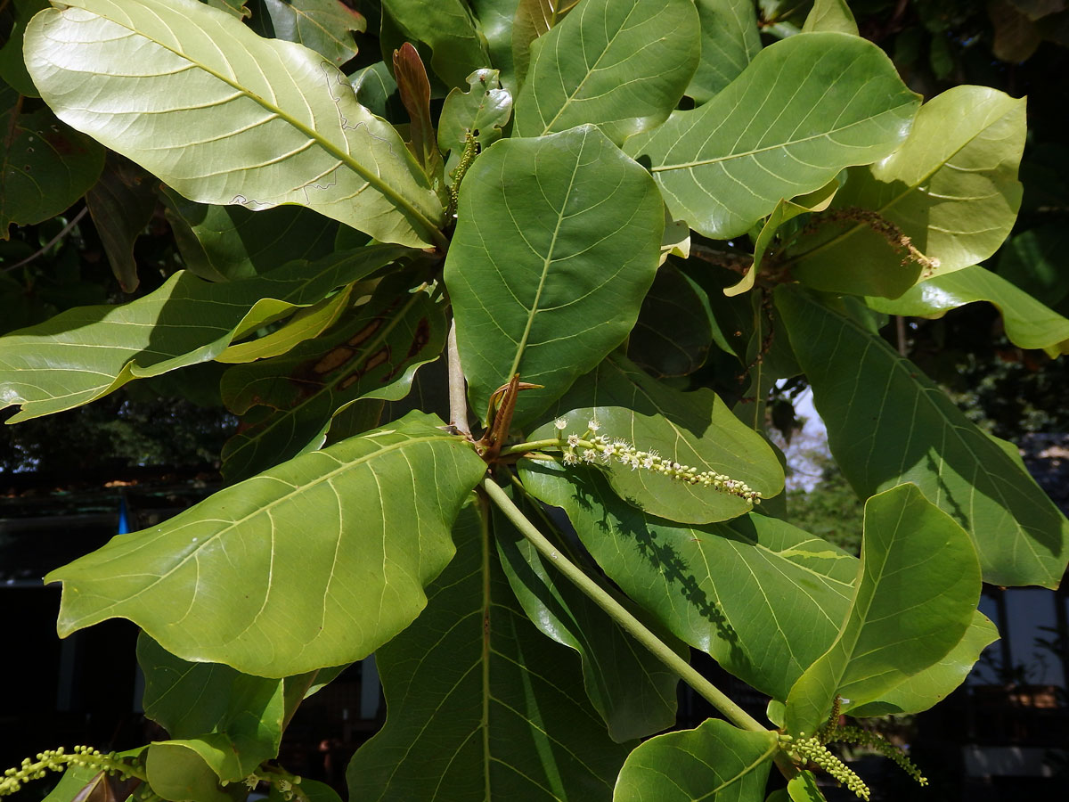 Vrcholák pravý (Terminalia catappa L.)