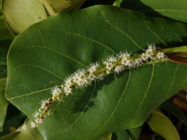 Vrcholák pravý (Terminalia catappa L.)