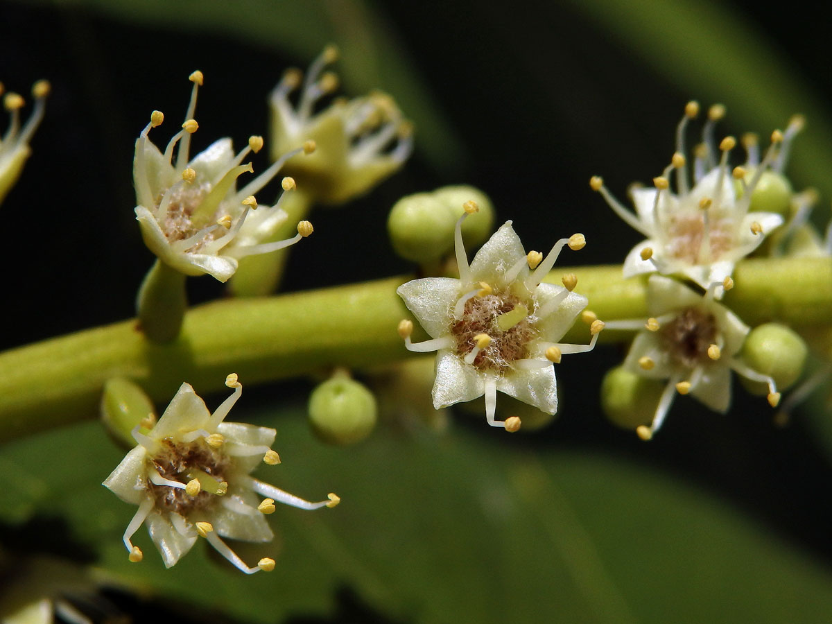 Vrcholák pravý (Terminalia catappa L.)