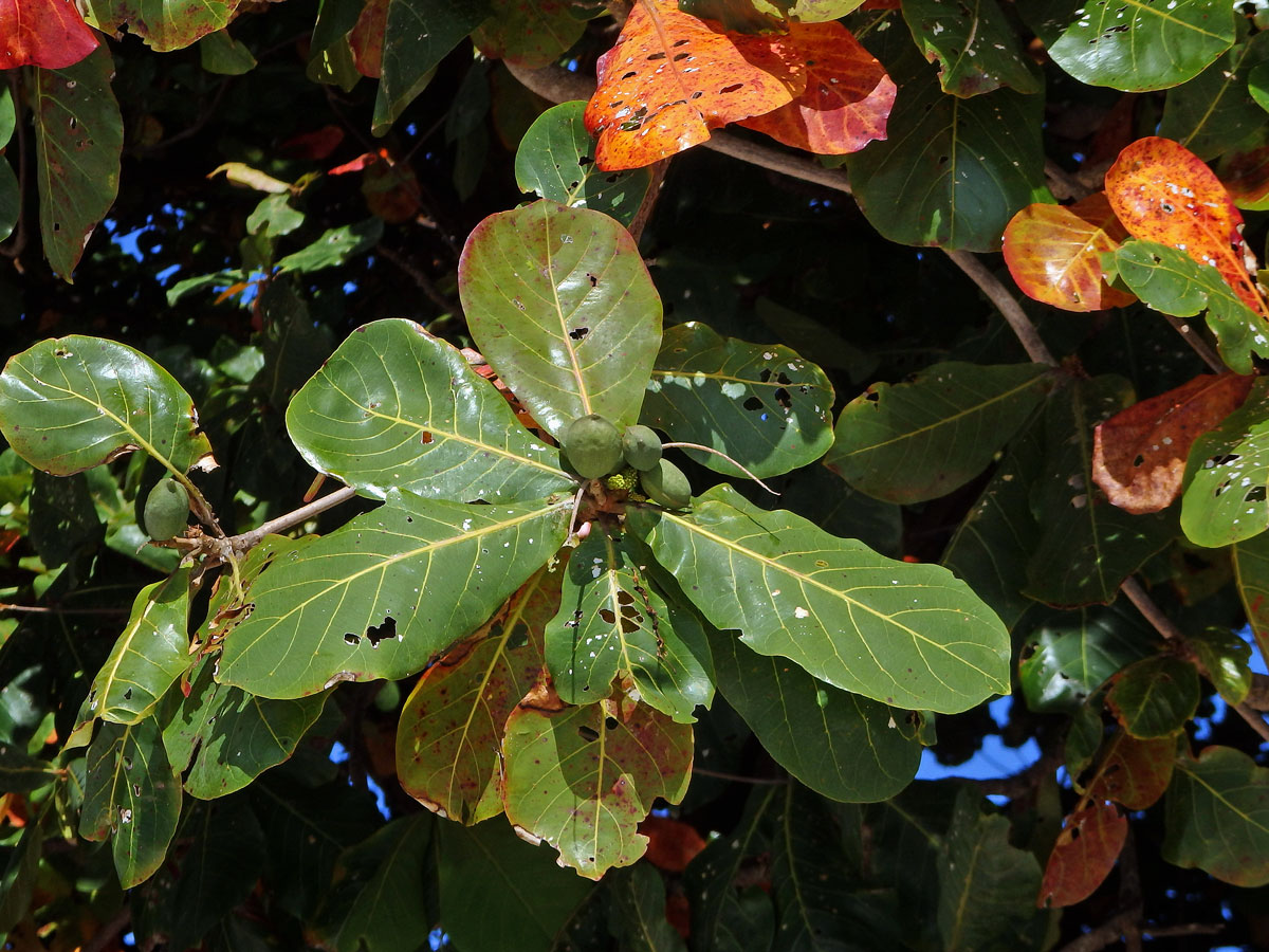 Vrcholák pravý (Terminalia catappa L.)