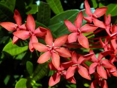 Ixora javanica (Blume) DC., vícečetné květy