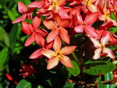 Ixora javanica (Blume) DC., pětičetný květ (9)