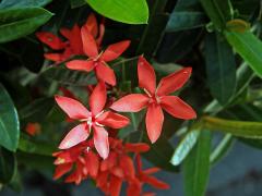 Ixora javanica (Blume) DC., pětičetný květ (7)