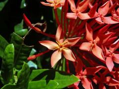 Ixora javanica (Blume) DC., pětičetný květ (6)