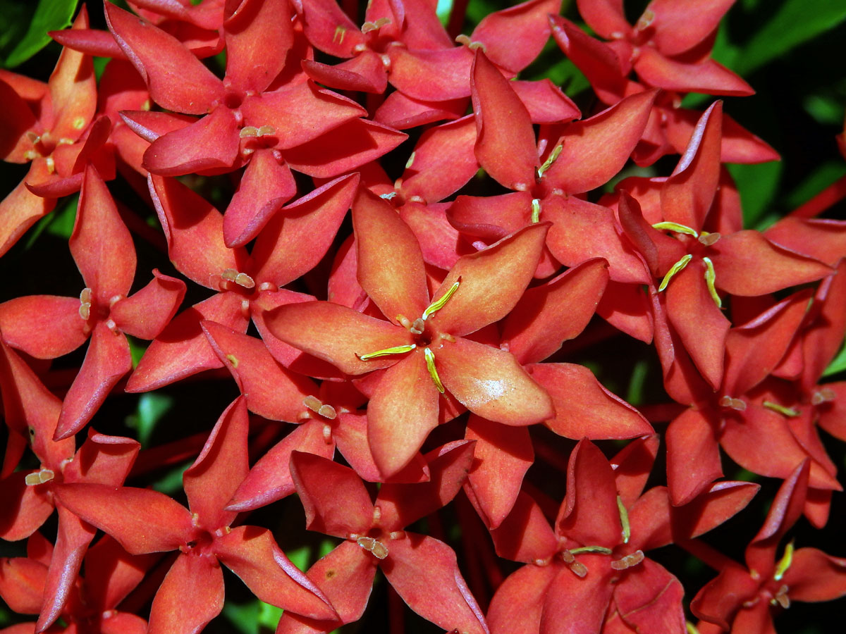 Ixora javanica (Blume) DC., pětičetný květ (5)