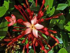 Ixora javanica (Blume) DC., pětičetný květ (4)