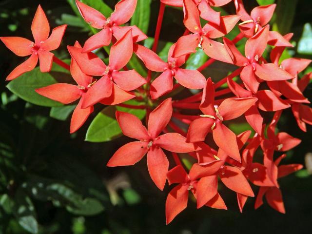 Ixora javanica (Blume) DC., pětičetný květ (3)