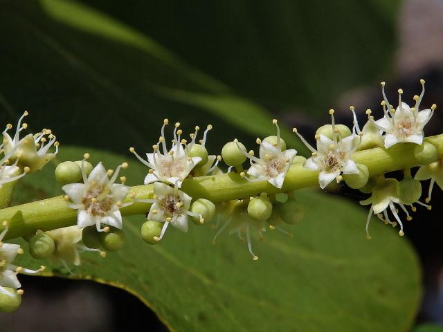 Vrcholák pravý (Terminalia catappa L.), čtyřčetné květy