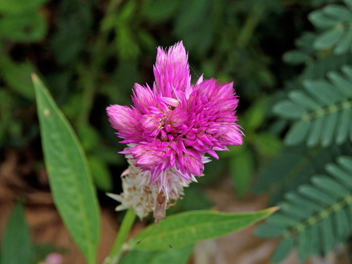 Nevadlec hřebenitý (Celosia argentea L.), větvené květenství