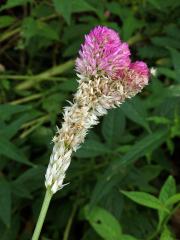 Nevadlec hřebenitý (Celosia argentea L.), větvené květenství