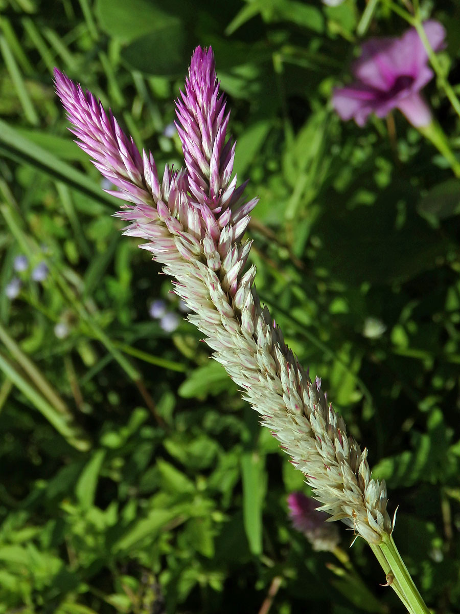 Nevadlec hřebenitý (Celosia argentea L.), větvené květenství