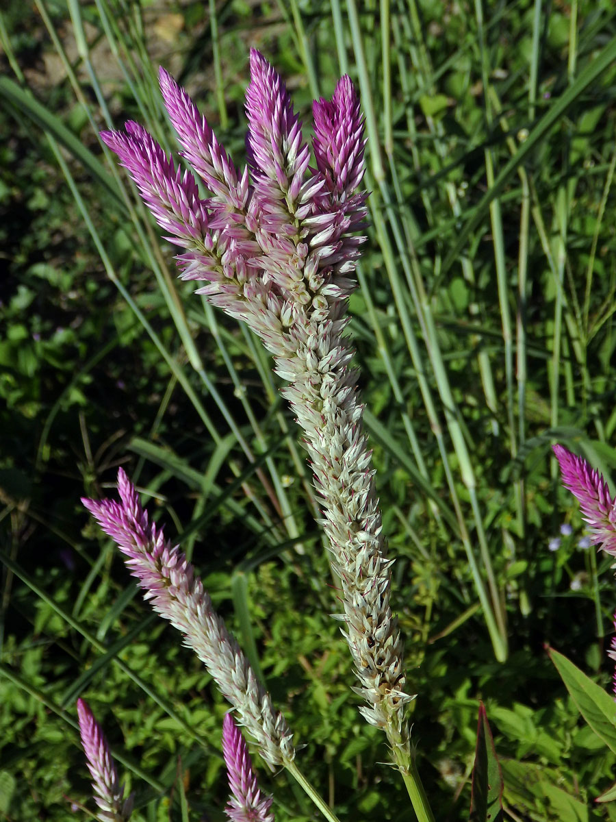 Nevadlec hřebenitý (Celosia argentea L.), větvené květenství