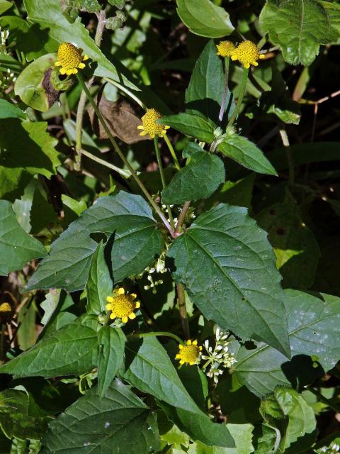 Acmella uliginosa (Sw.) Cass.