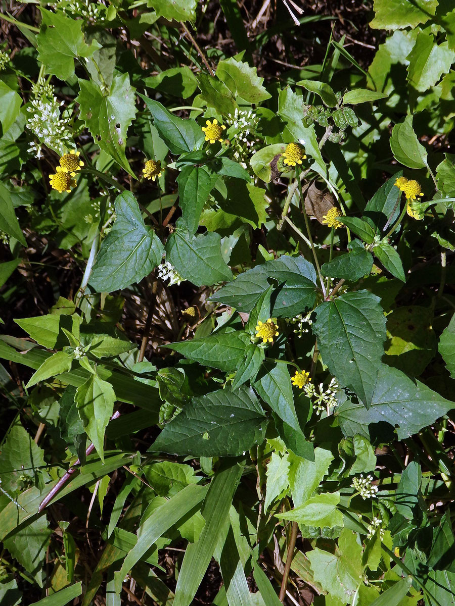 Acmella uliginosa (Sw.) Cass.