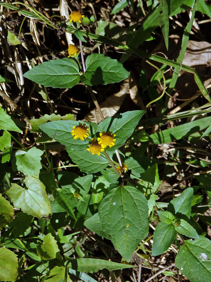 Acmella uliginosa (Sw.) Cass.