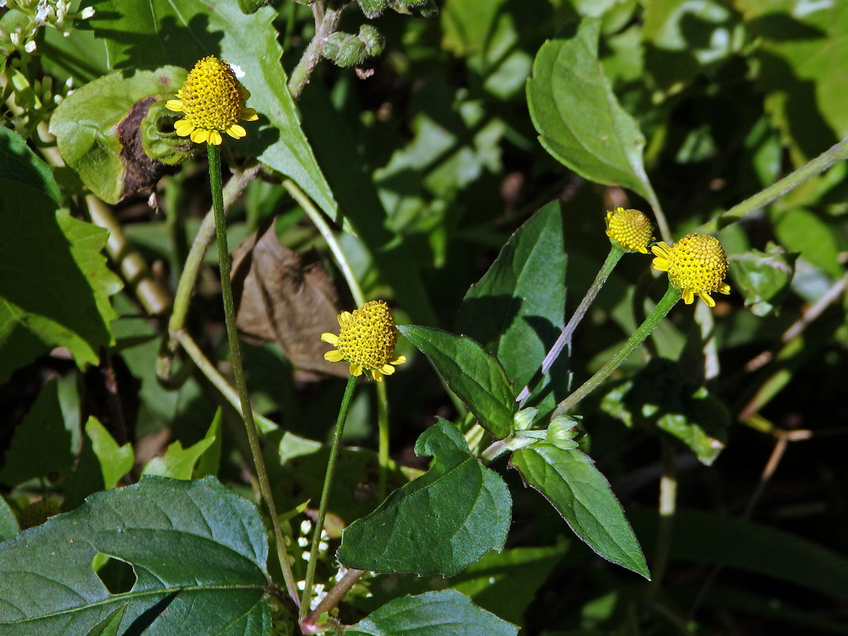 Acmella uliginosa (Sw.) Cass.