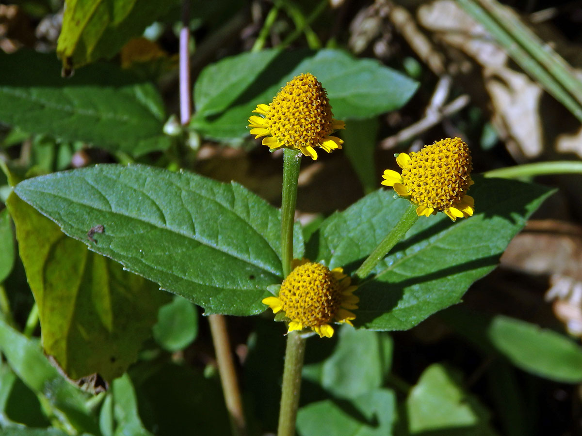 Acmella uliginosa (Sw.) Cass.