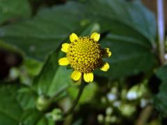 Acmella uliginosa (Sw.) Cass.