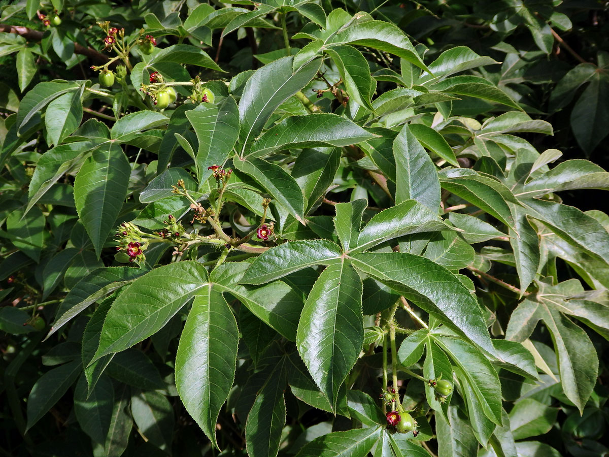 Dávivec bavlníkolistý (Jatropha gossypiifolia L.)