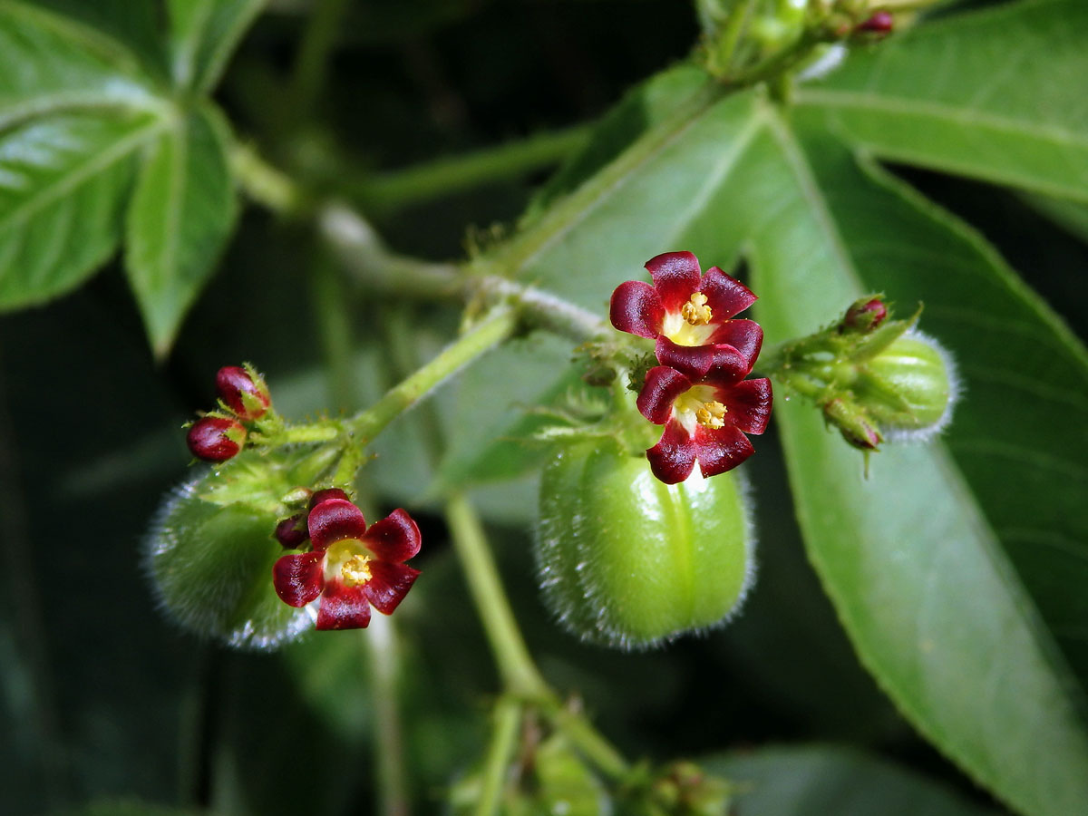 Dávivec bavlníkolistý (Jatropha gossypiifolia L.)