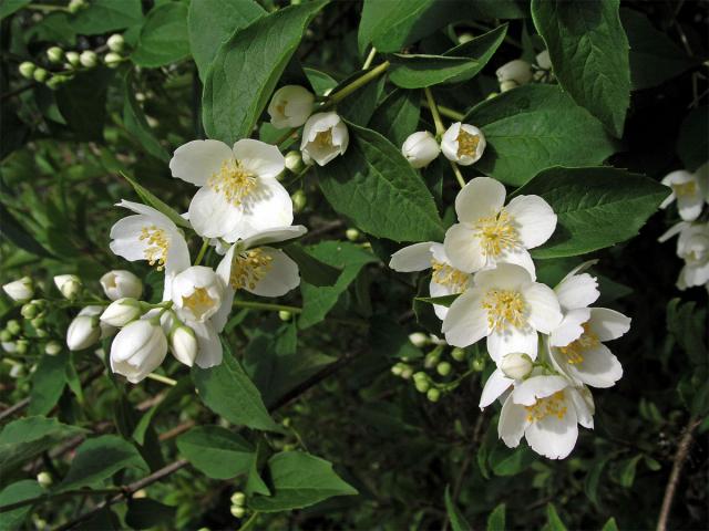 Pustoryl věncový (Philadelpha coronarius L.)