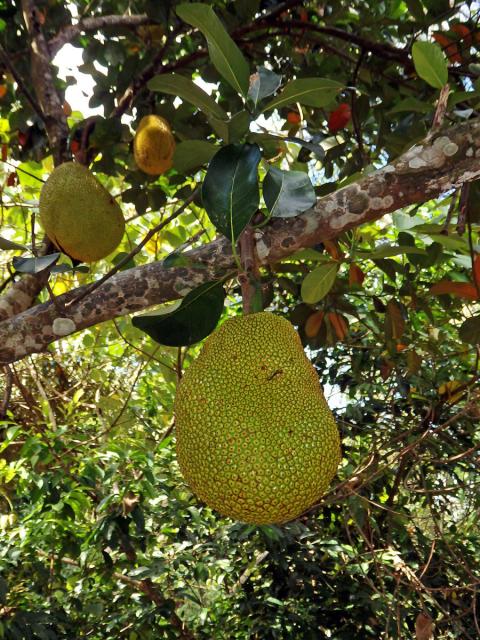 Chlebovník (Artrocarpus heterophyllus Lam.)